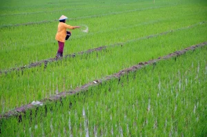 pemerintah-siapkan-impor-500-ribu-ton-beras-untuk-stabilkan-pasokan-menjelang-akhir-tahun